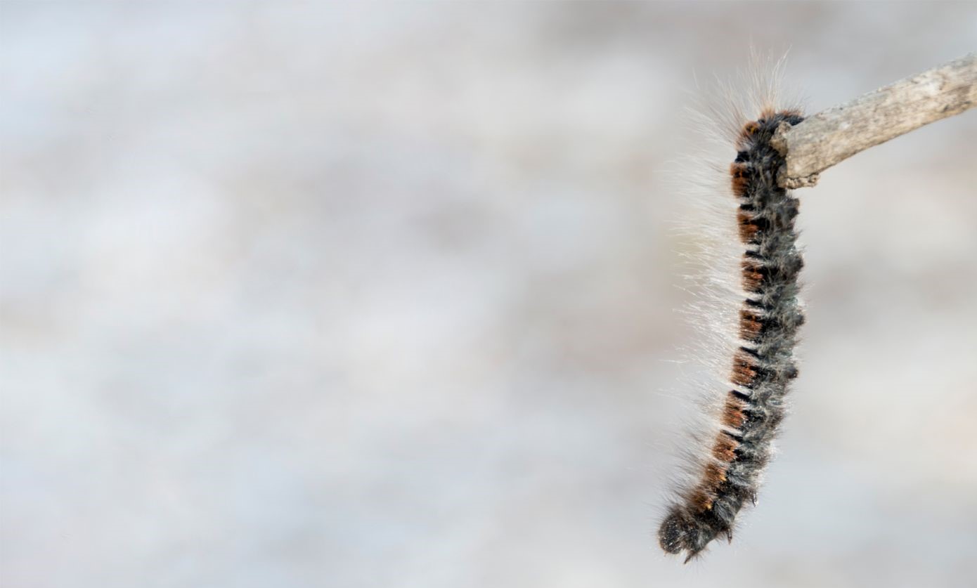 Comment Se D Barrasser Des Chenilles Processionnaires Nuizibles