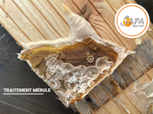 SAPA 37 Traitement Bois Termites