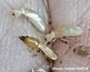 PAMI Martigues Traitement termites bois charpente remontées capillaires champignons lignivores