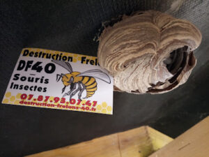 DF40 – Destruction Frelons Guepes Landes