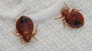 Lasue Extermination