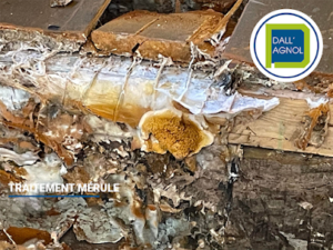 Traitement Termites, Bois, Charpente, Remontées capillaires à DAX | DALLAGNOL