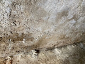 Termite buster – traitement charpente – capricorne – vrillettes – lyctus -termites – pièges à termites xylophages