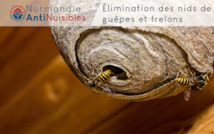 Normandie Anti Nuisibles
