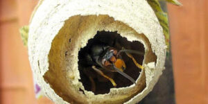 Maxinuisible (GIRAUDEAU Maxime)
