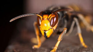 Sos Abeilles Guepes Frelons 44