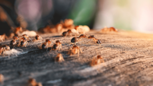 Termites & Cie – traitement termites