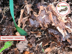 Bordeaux Termites