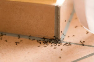 Hps Hygiene Produits Services