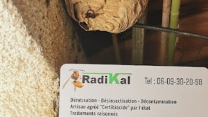 Radikal 3D – Désinsectisation, dératisation du littoral Catalan – Extermination de nuisibles – Chenilles processionnaires –
