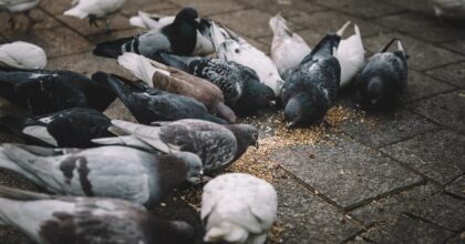 pigeons sur un trottoir picorant